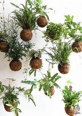 Kokedama Class William Woods