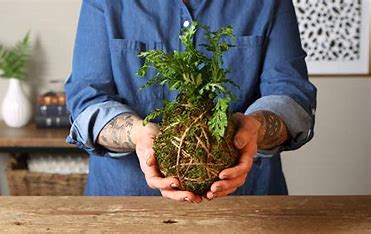 Kokedama Class William Woods