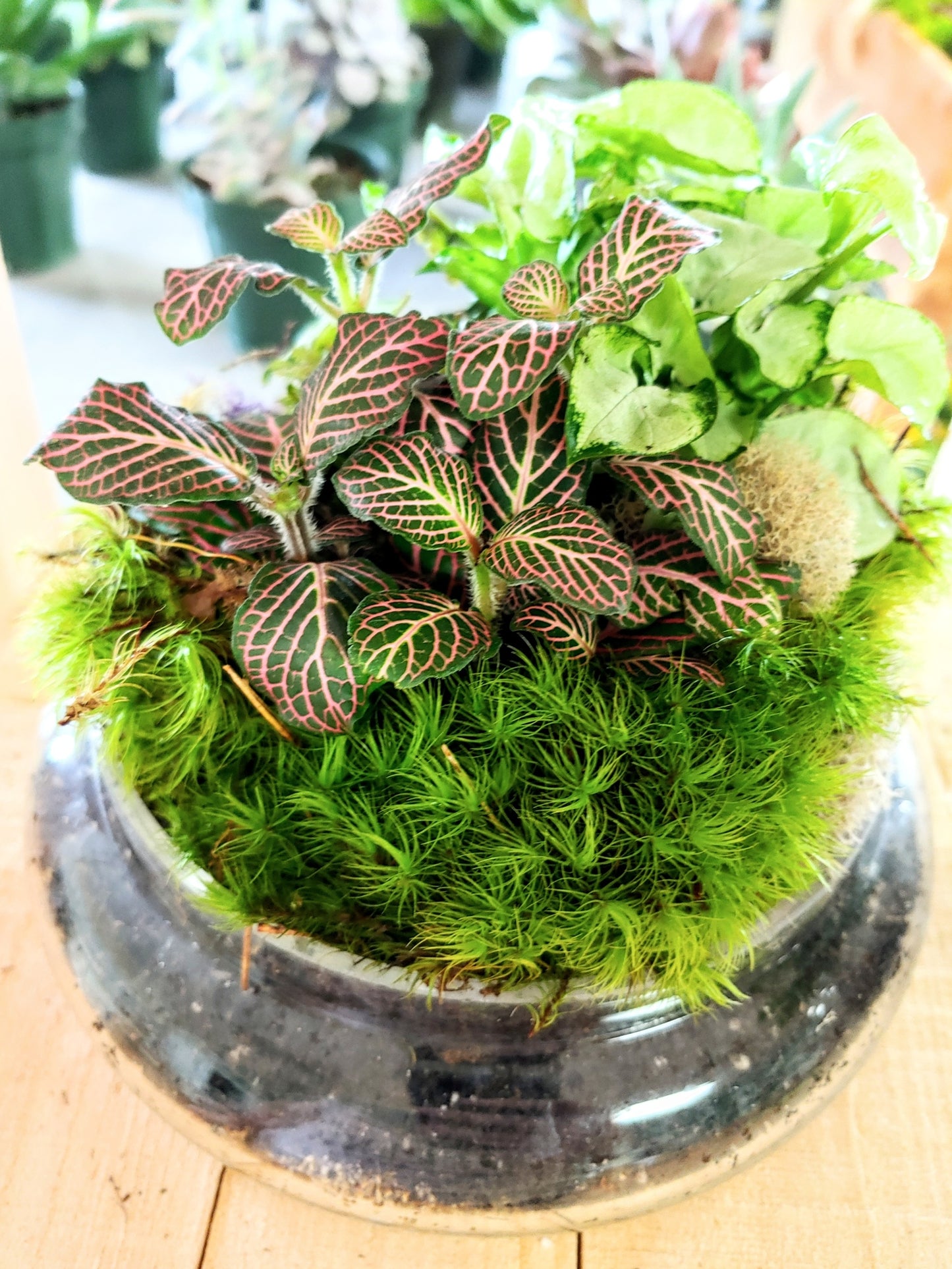 Make Your Own Terrarium Class Saturday  March 30th @ 1pm -2:30pm