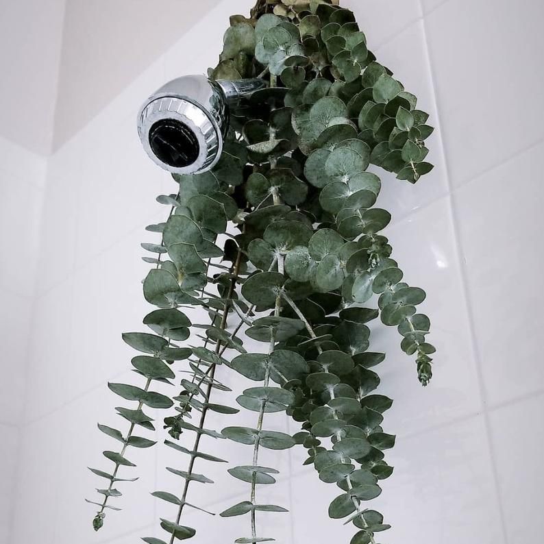eucalyptus plant hanging Fresh Eucalyptus Shower Hanger – The Barn Company