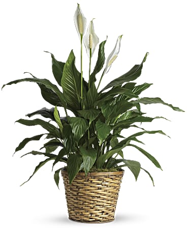 Peace Lilly Plant