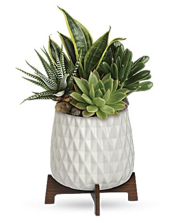 sweet and succulent shop Teleflora's Modern Mood Succulent Garden
