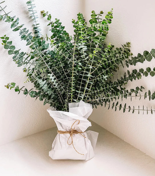 Fresh Baby Blue Eucalyptus