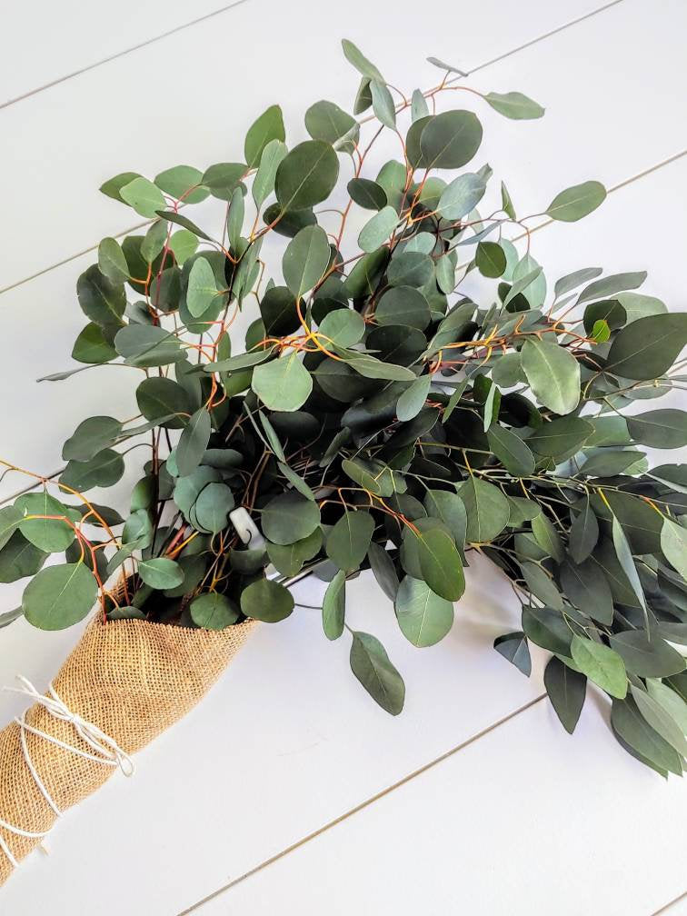 Fresh Silver Dollar  Eucalyptus Bunch, Spiral Eucalyptus, Greenery