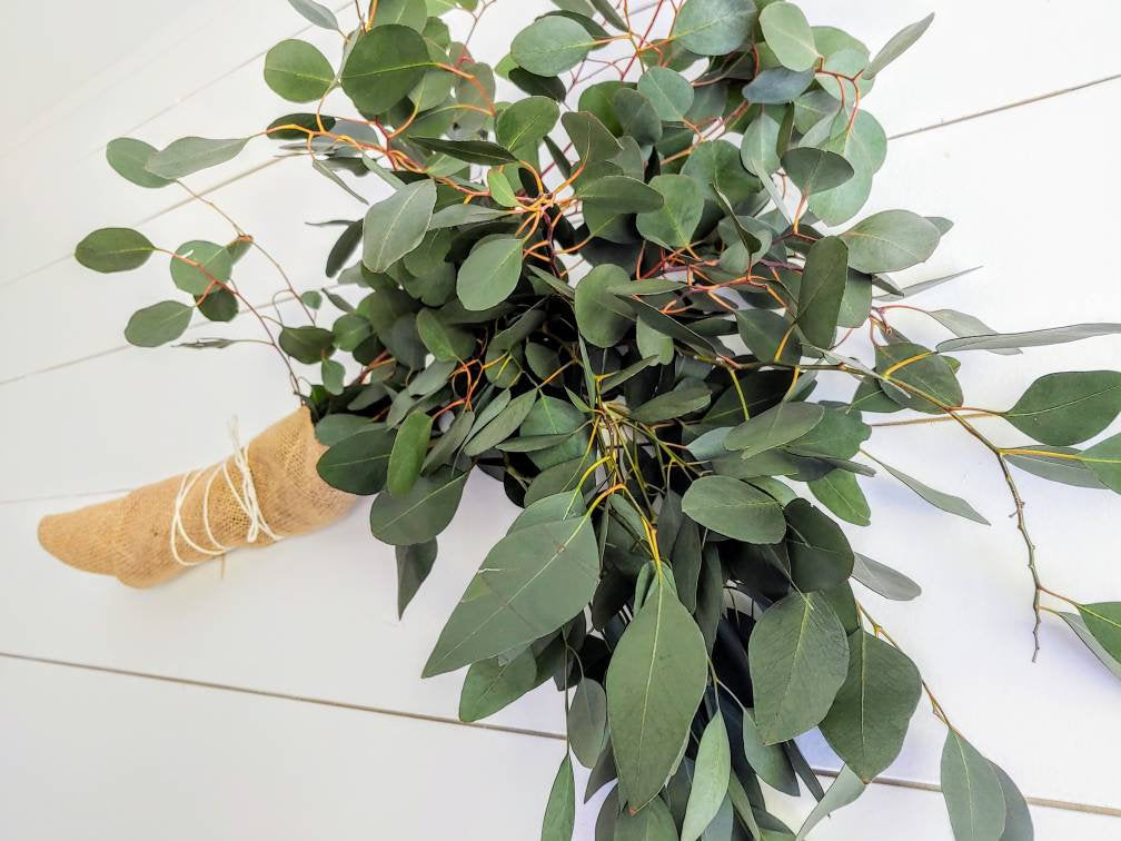Fresh Silver Dollar  Eucalyptus Bunch, Spiral Eucalyptus, Greenery