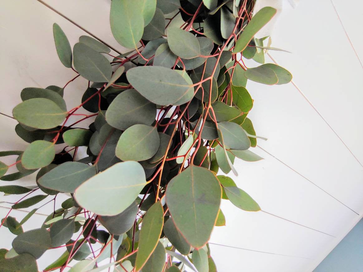 Fresh Eucalyptus Swag Wreath for door, window, or wall, Silver Dollar Eucalyptus, Housewarming Gift