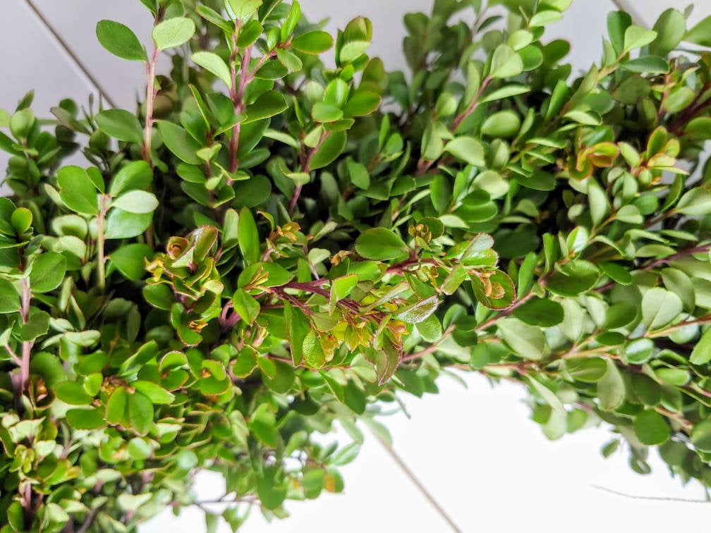 Fresh Boxwood Wreath For Window Or Door With White Bow, Farmhouse Wreath, Rustic Wreath, Green Wreath, Small Mini Wreath, Wedding Wreath