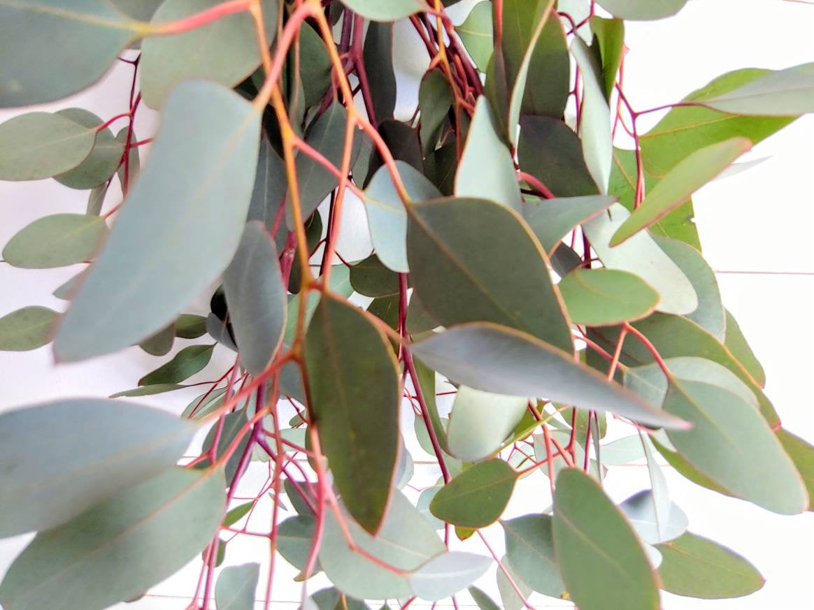 Fresh Eucalyptus Swag Wreath for door, window, or wall, Silver Dollar Eucalyptus, Housewarming Gift