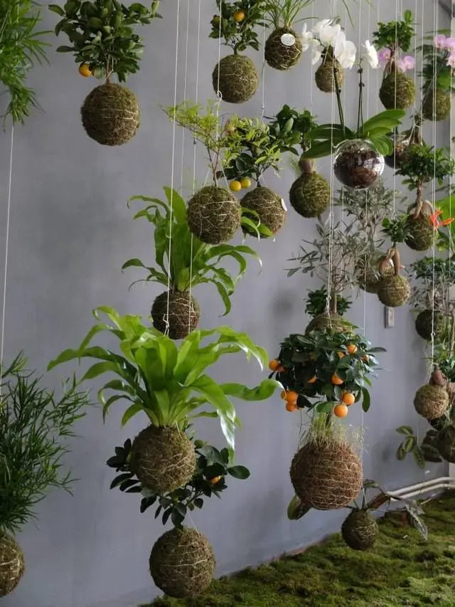 Kokedama Class: Discover the Art of String Gardens April 20th 1-2:30PM