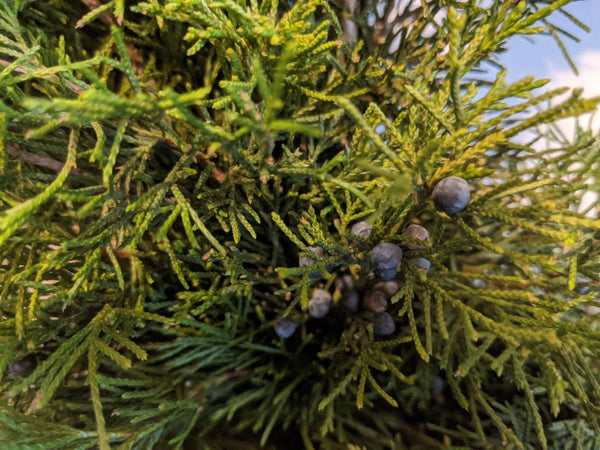 Fresh Christmas Wreath Cedar With Juniper Berries And Red Burlap Buffalo Bow, Live Christmas Wreath, Live Evergreen Christmas Wreath