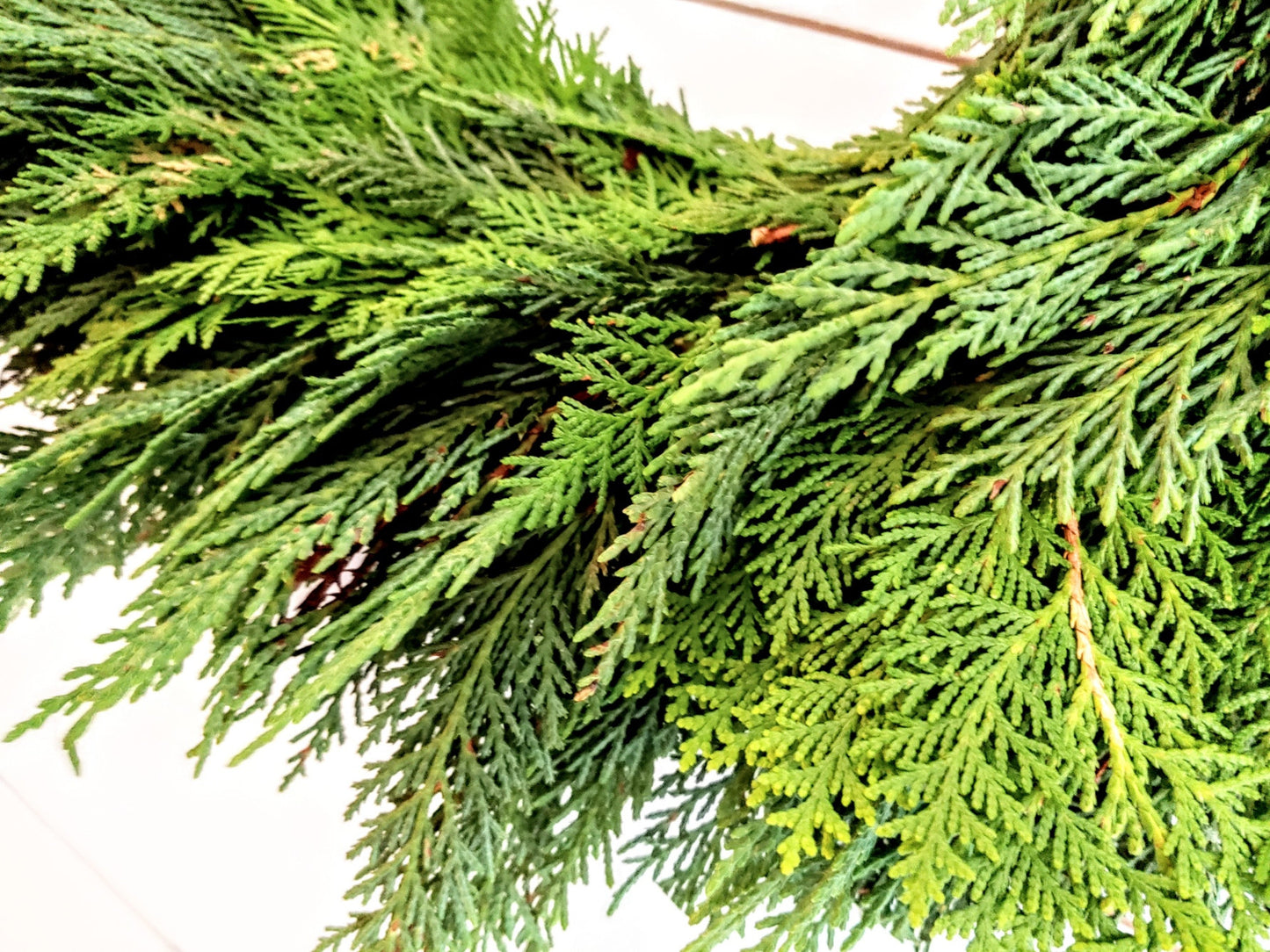 Fresh Christmas Wreath Cedar Cypress And Red Burlap Buffalo Bow, Live Christmas Wreath, Live Evergreen Christmas Wreath